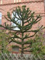 /album/araucaria-araucana1/araucaria-araucana-jpg1/